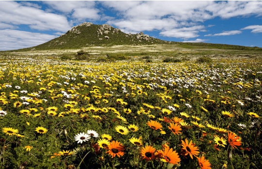 Redelinghuys West Coast wildflower season