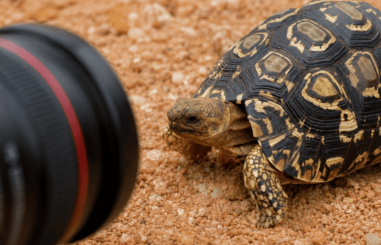 Photography Hantam tortoise Redelinghuys Sandveld