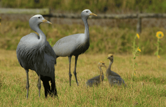 Blue cranes West Coast bird watching